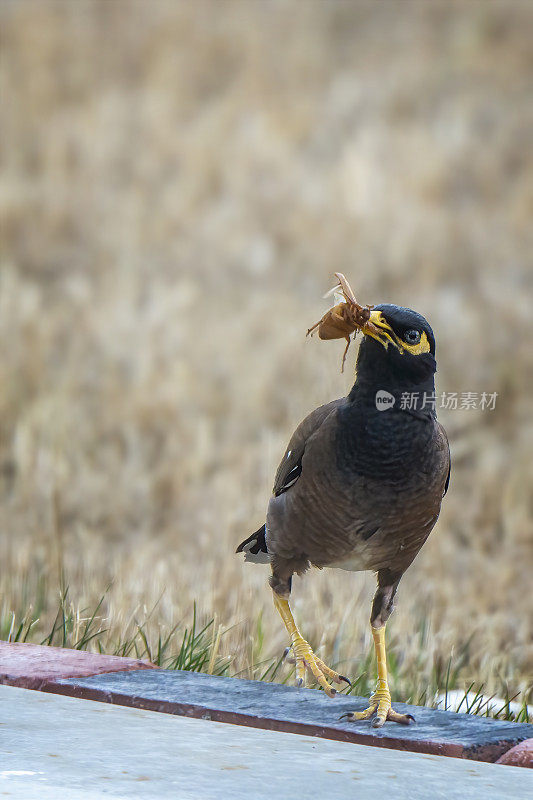 印度米娜鸟（Acridotheres tristis）